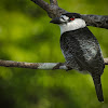 Guianan Puffbird