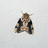 Moth - Polilla