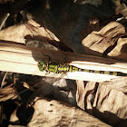 Slender skimmer/Green marsh hawk