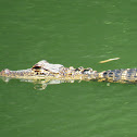 American Alligator