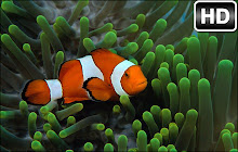 Clownfish Backgrounds New Tab - freeaddon.com small promo image