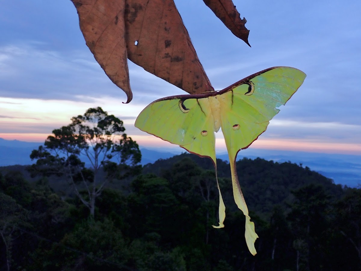 Malayan Moon Moth