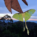 Malayan Moon Moth