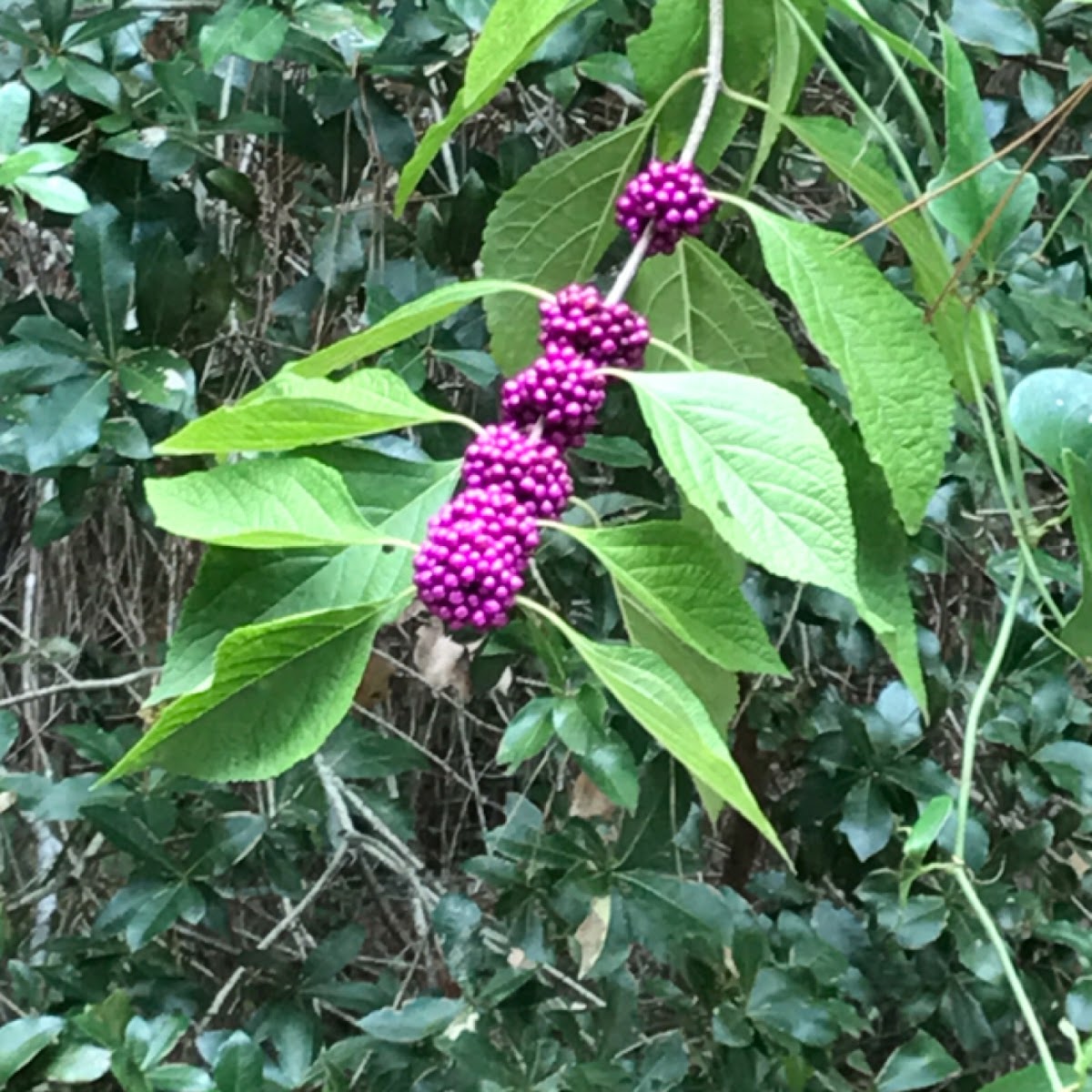 American Beautyberry