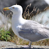 Sea Gull