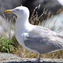 Sea Gull