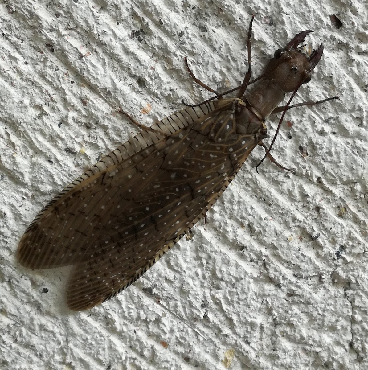 Dobsonfly  oriental