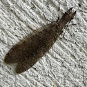 Dobsonfly  oriental