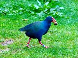 Image result for Takahe food