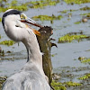 Grey heron