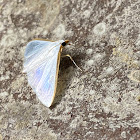 Kimball's palpita moth