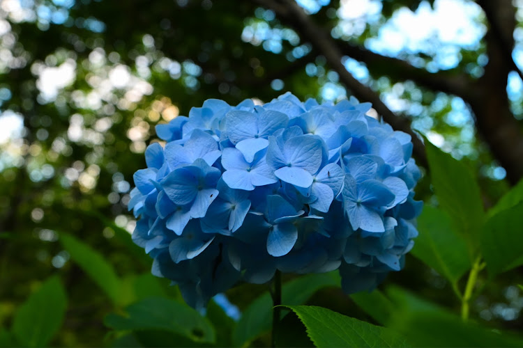 ランサーエボリューションの紫陽花と愛車に関するカスタム事例の投稿画像6枚目