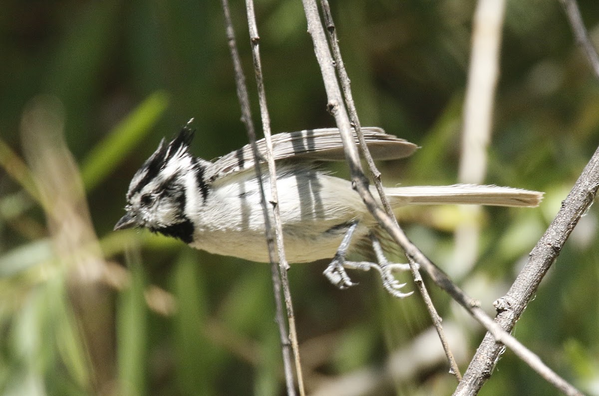 Bridled Titmouse