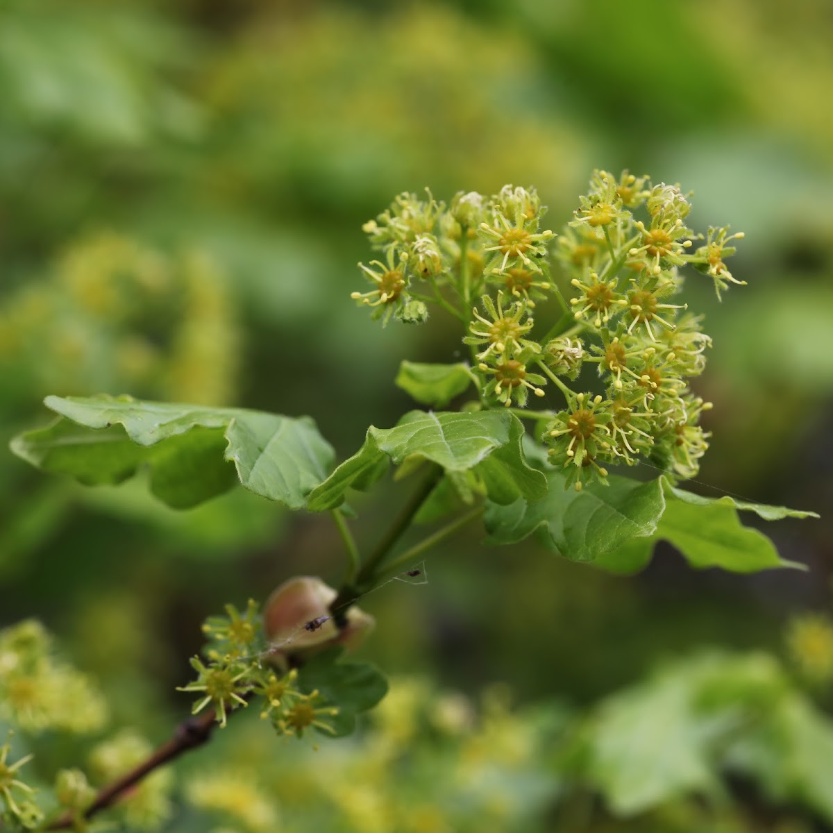 Field maple