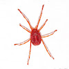 Trombidiform Mite