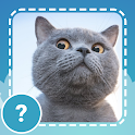 Cats quiz guess kittens games