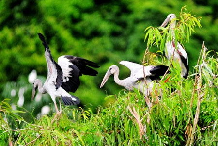 Vườn chim Thung Nham xuất hiện đàn chim lạ 2