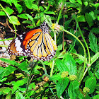 Striped Tiger