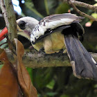 Red-billed Hornbill