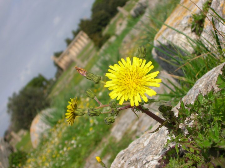 Un fiore di eire74