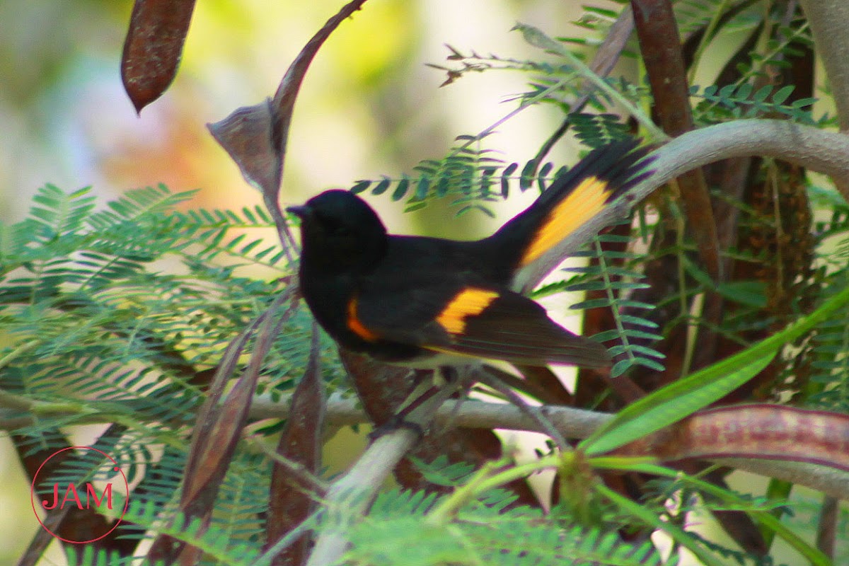 American Redstart