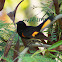 American Redstart