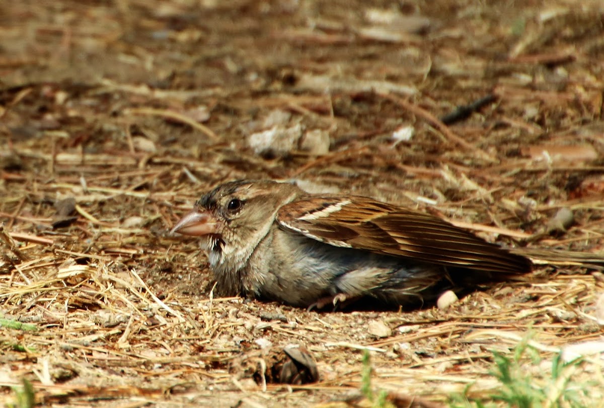 House sparrow