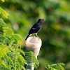 Pied Bush chat