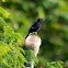 Pied Bush chat