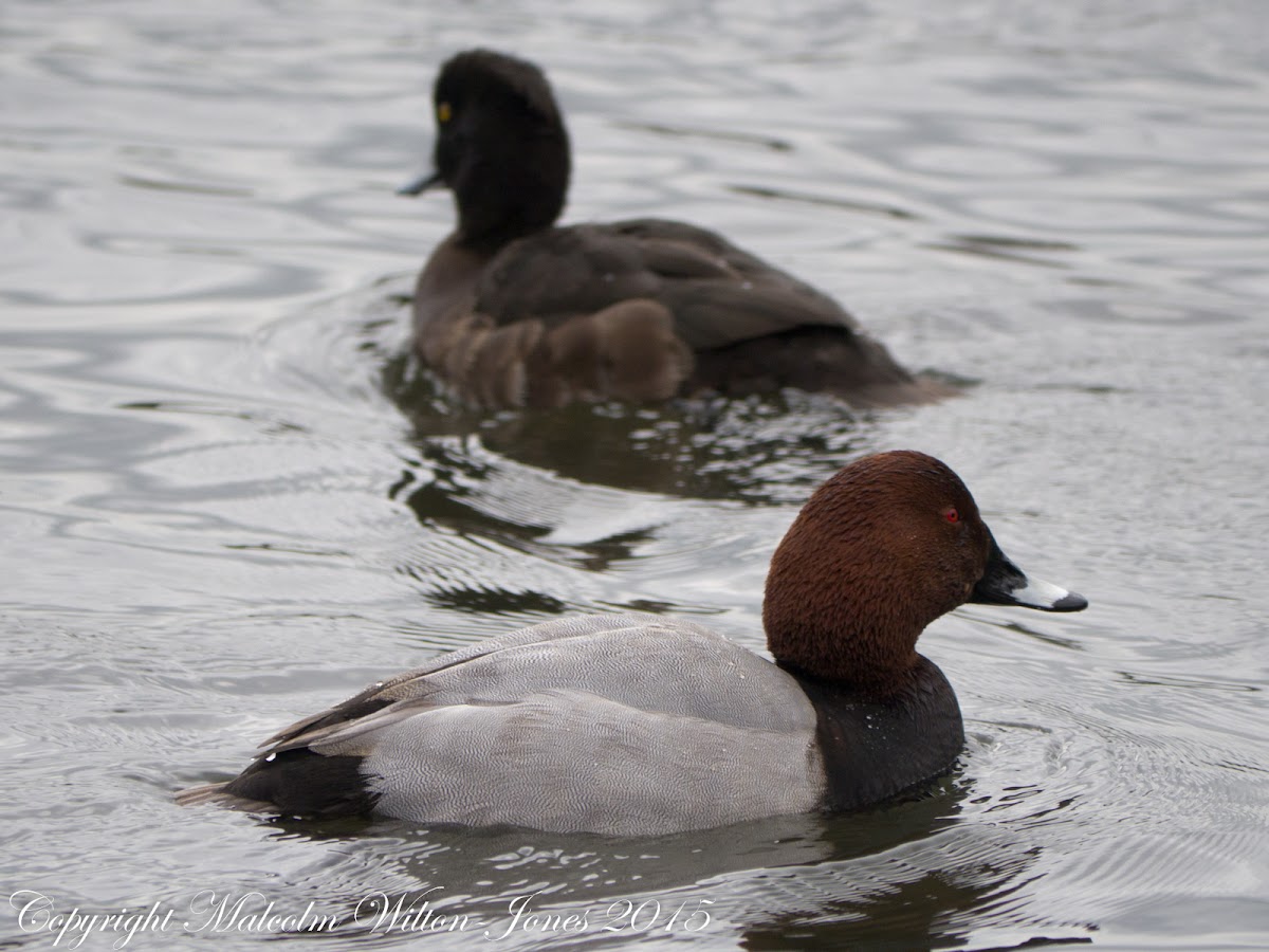 Pochard