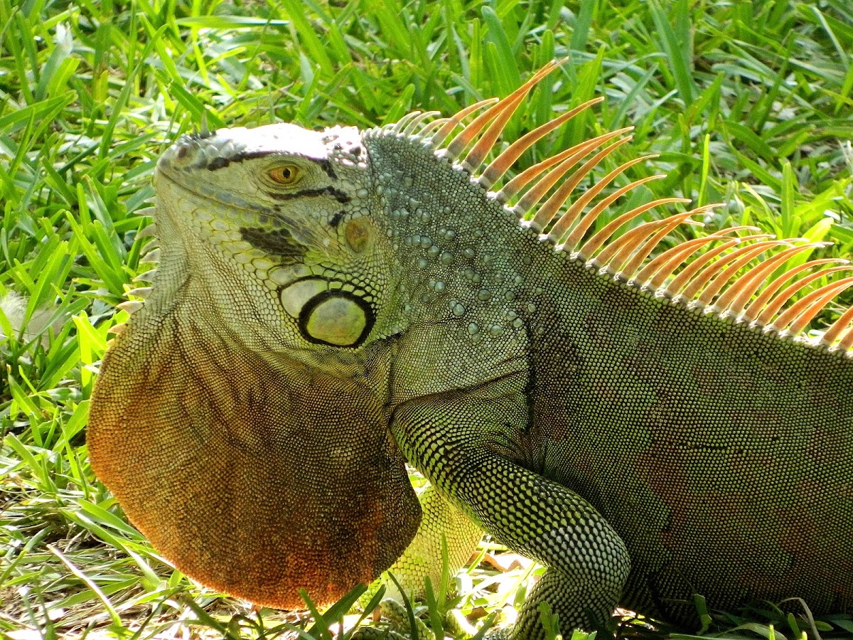 Green iguana