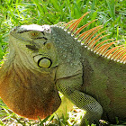 Green iguana