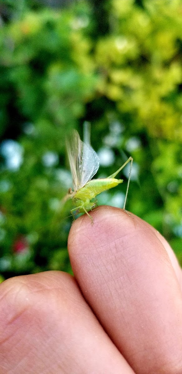 katydid