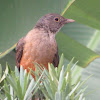 Rufous-bellied thrush