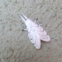 Dot-lined White Moth