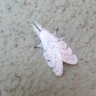 Dot-lined White Moth