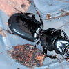 Carabid beetle