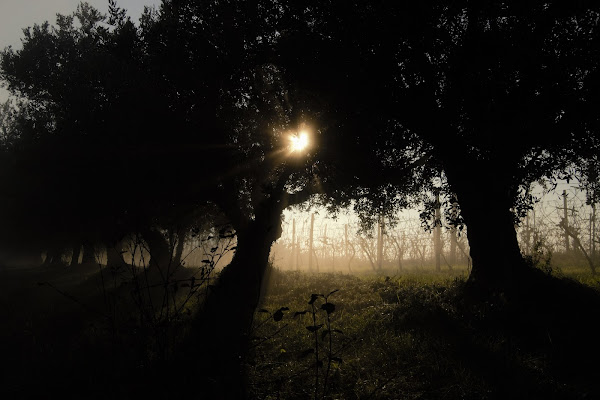 Tramonto tra viti e olivi di magalasspht