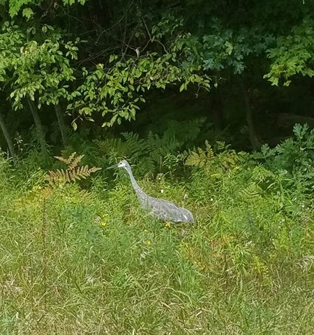 Sandhill Crane