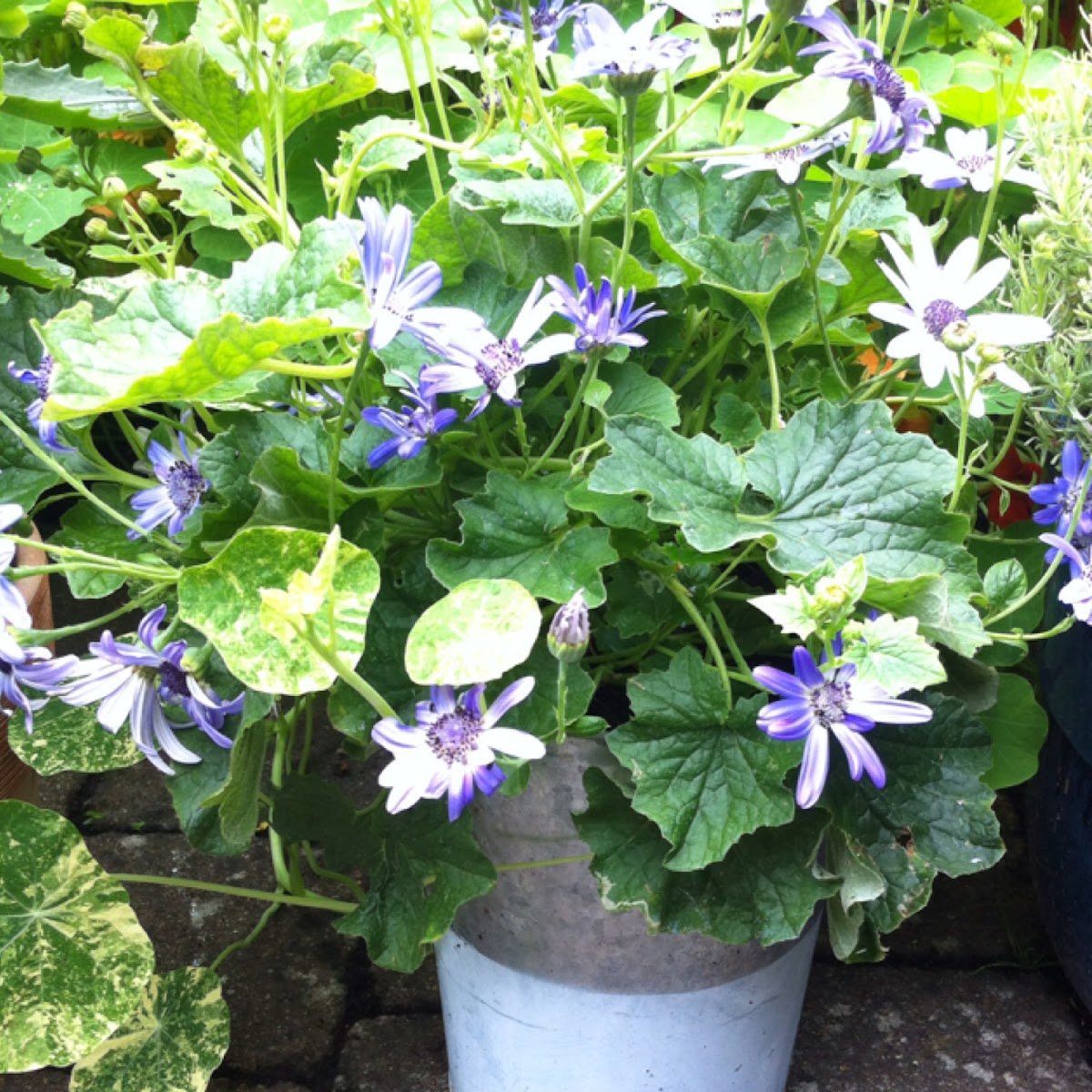 Senetti