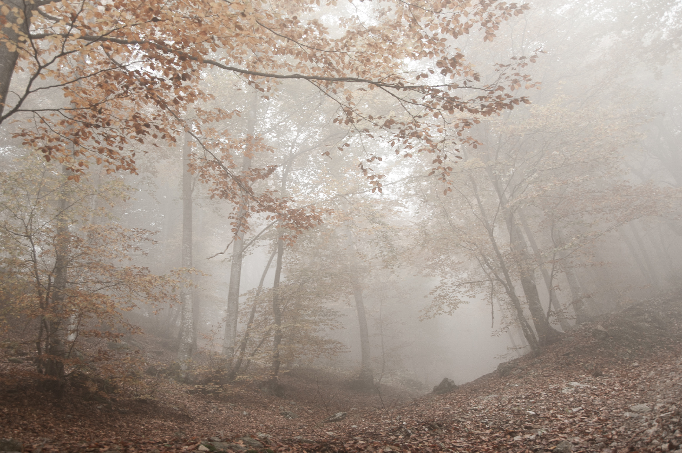 Una giornata nebbiosa d'autunno di mariateresatoledo