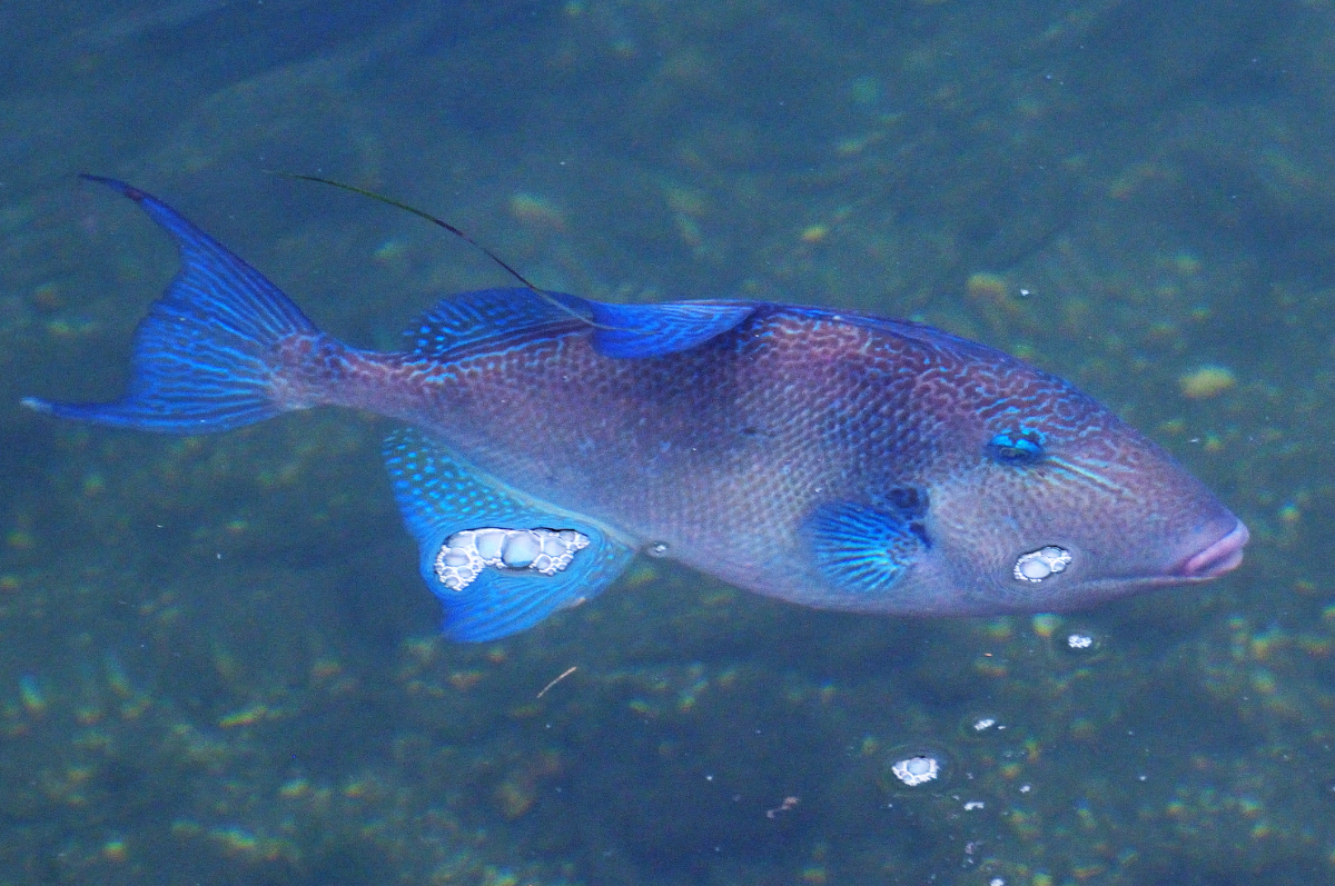 Grey triggerfish; Pez ballesta