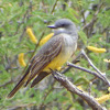 Cassin's Kingbird