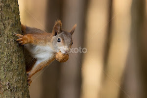 (Sciurus vulgaris) by Canon Eos -  