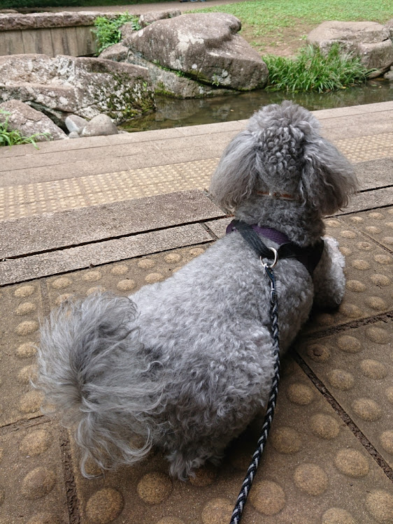 ステラの公園・犬に関するカスタム事例の投稿画像3枚目