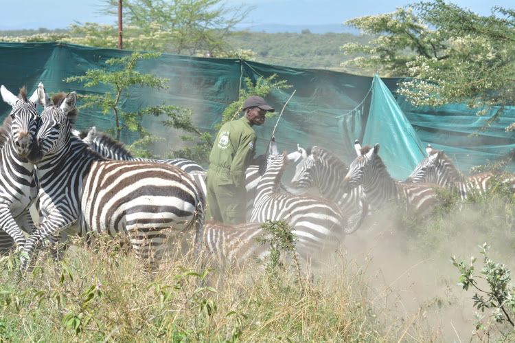 Brian Mbundi of KWS veterinary and capture unit finds himself in the middle of a zebra stampede during the ongoing mass capture and translocation of various herbivorous species at Olmorogi ranch in Naivasha on April 9, 2024.