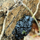 Witches' Butter