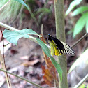 Birdwing