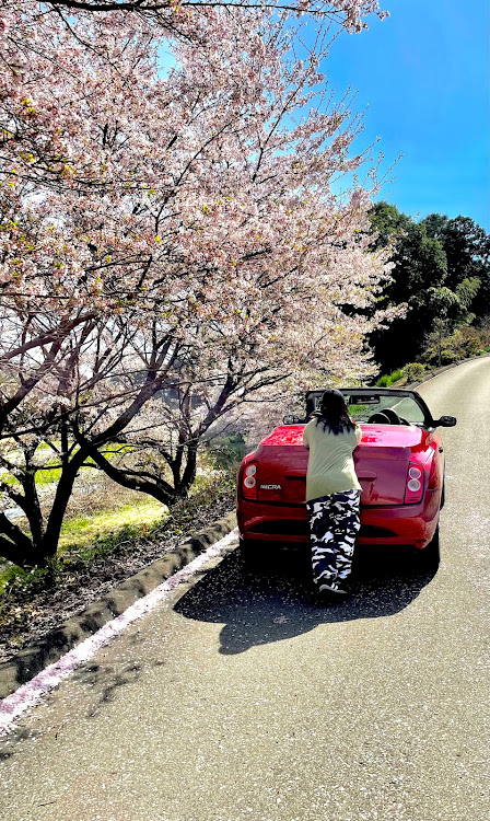 マイクラC+Cのサクラと愛車・オープンカー女子・日産マイクラ・菜の花と愛車に関するカスタム事例の投稿画像2枚目