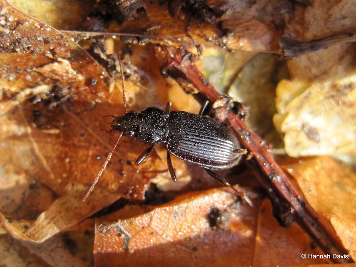 Nebria brevicollis